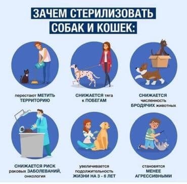 стерилизовать кота: Льготная стерилизация бездомных животных Фонд «Дружба» совместно с — 2