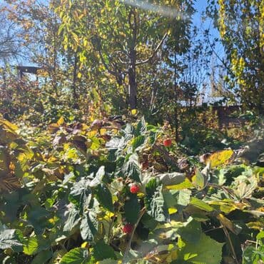 продаю дом новониколаевка: Үй, 150 кв. м, 5 бөлмө, Менчик ээси, Евро оңдоо — 39