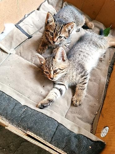 Кошки: Котёнок тигрового окраса - Милейший полосатый котёнок с мягкой — 5