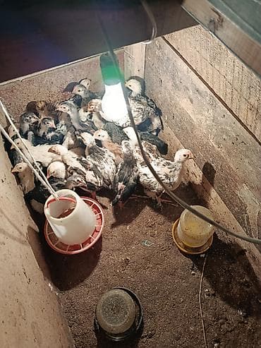 Животные: Продаю | Цыплята | Домашняя | Для разведения — 1