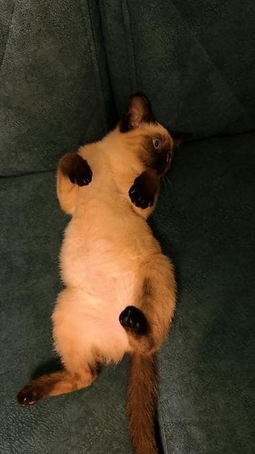 сиамская ориентальная кошка: Сиамская, 6 месяцев, Девочка, Приучена к лотку, Проглистована — 2