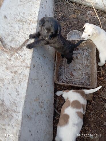 хаски ош: Дворняжка, 1 месяц, Самец — 3