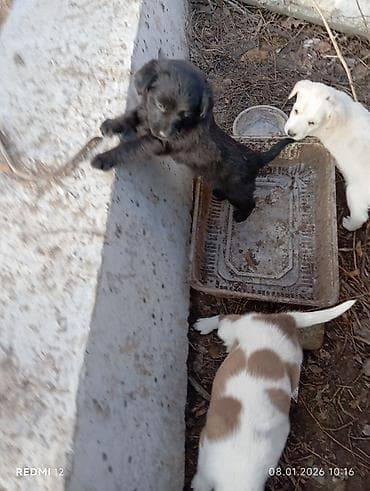 Ветеринар кызматы: Щенок метис. девочка,примерно 2,5 месяца. кушает — 3