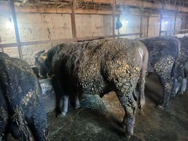 продать животных: Продаю | Бык (самец) | На откорм — 7