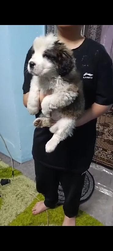 Продажа собак: Сенбернар, 2 месяца, Самка — 1