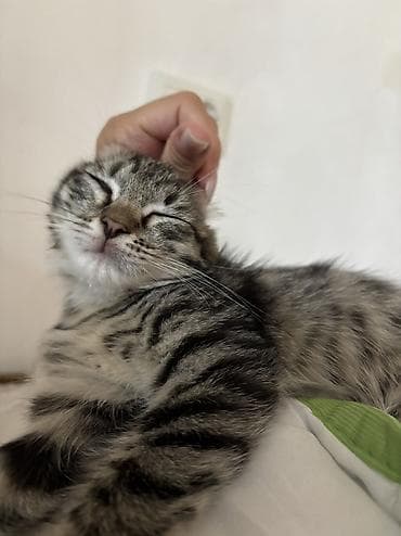 хочу котёнка: Кошка даром: Беспородная, 2 месяца, Девочка — 6