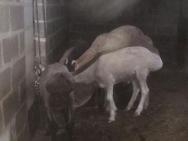 козы зааненская: Продаю | Баран (самец) | Арашан | На забой, Для разведения, Для шерсти | Племенные, Осеменитель, Ягнившаяся — 7