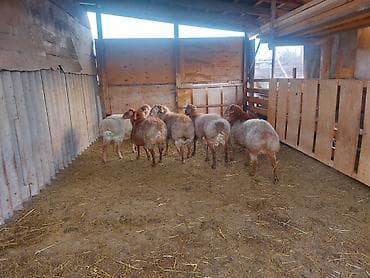 клетка для баран: Продаю | Овца (самка) | Для разведения | Племенные — 2