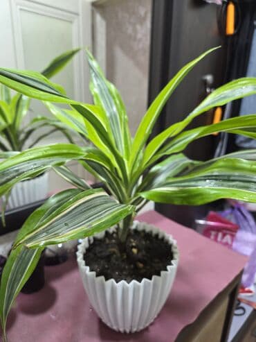 вьющие розы: Подарочные горшечные растения — примула акаулис (Primula acaulis) с — 9