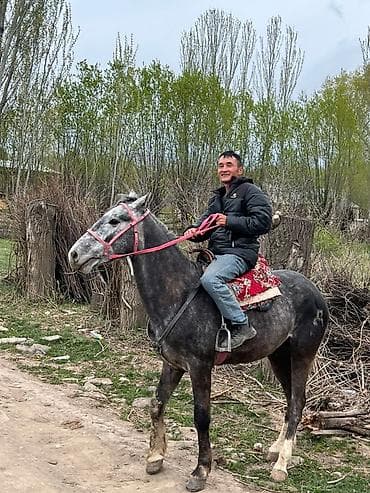 ротвейлер щенок купить: Продаю | Жеребенок | Рабочий — 2