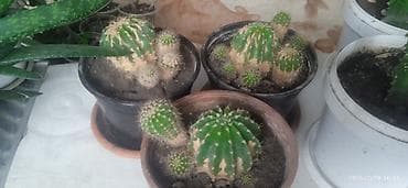 Кактустар: Комнатные суккуленты и кактусы в горшках В продаже коллекция — 4