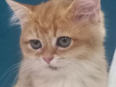договорная кошка даром британская короткошёрстная 1 год мальчик метис 2 позвонить написать: Кошка золотая шиншилла 2года, развязана не стерилизованна (домашняя — 1