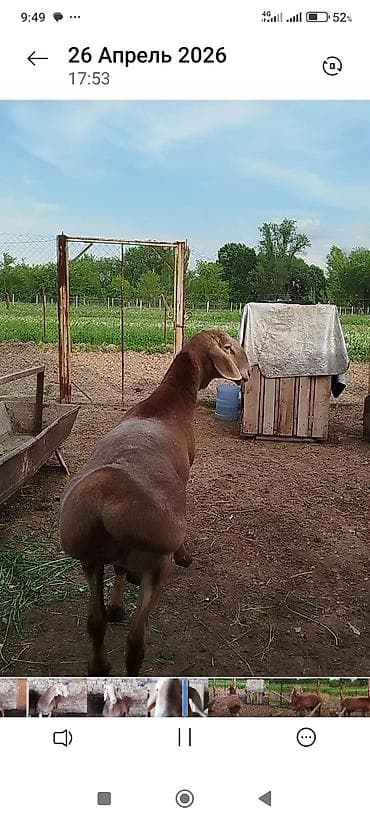 немецкая собака: Продаю | Баран (самец) | Арашан | Для разведения | Матка — 4