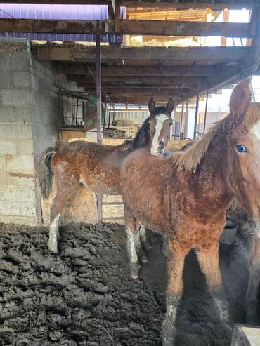 племенные коровы: Продаю | Жеребенок | Рабочий — 6