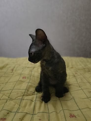 кошка ориентал: Порода: ориентальные/корниш-тайп котята (тип восточный). Окрас: - — 9