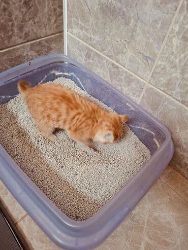 бренд вещи: Плед, Все сезоны, Плюшевый — 7