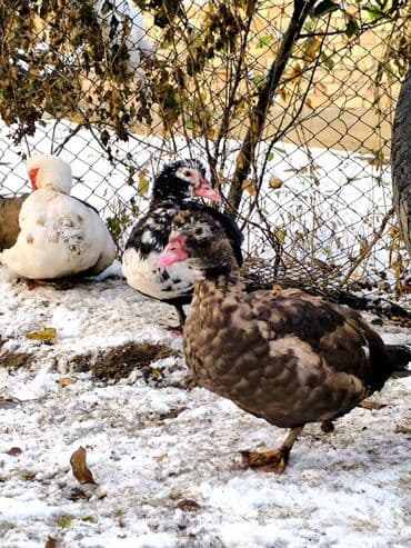 корм для перепелок: Мускусные утки (индоутки), разноцветные. цена договорная Описание: - — 2