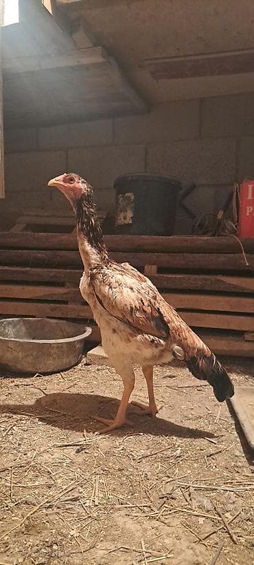 драбилка кду 2: Сатам | Короздор | Тебиштирүүчү | Көбөйтүү үчүн — 3