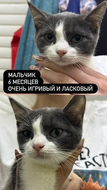 породистые котята бесплатно: Котята ищут любящую семью - Девочка, около 8 месяцев. Трёхцветная, с — 4