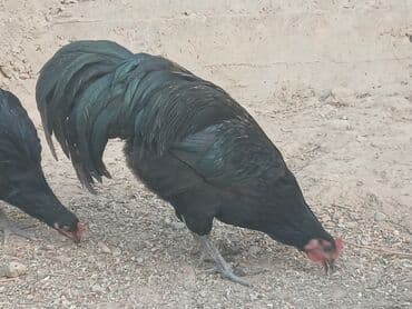 купить породистую собаку: Продаю | Петух | Для разведения — 10