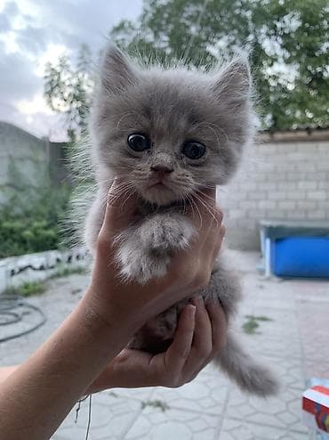 кошки отдам даром: Отдаю котиков в хорошие руки,2 мальчика и 2 девочки,хорошие — 4