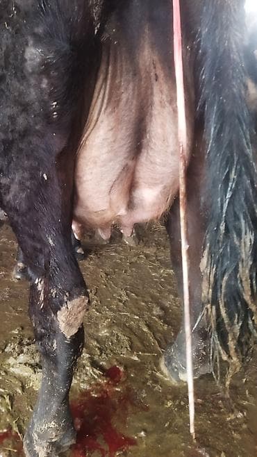 обмен на корову: Продаю | Корова (самка), Музоо, торпок | После отела — 7