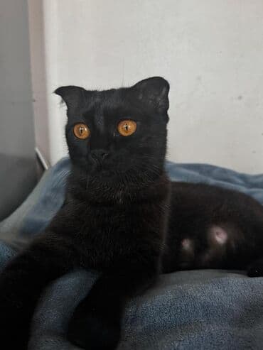 показы 1 354 72 договорная кошка даром британская короткошёрстная 1 год мальчик метис 2 позвонить написать: Скотиш Фолд (Шотландиялык шалпаң кулак), 1 айлык, Ургаачы, Биколор, Курттардан тазаланган — 7