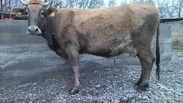 срочно продам корову: Продаю | Корова (самка) — 3