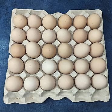 циплята брама: Инкубационные яйца породы Джерси 80 сом Возможна доставка. писать — 3