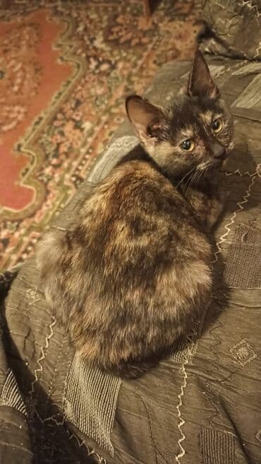 котенка в добрые руки: Отдам котят в добрые руки к лодку приучины,котята ищят дом добрые — 1