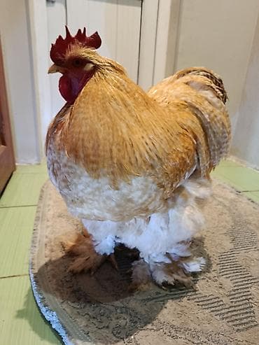 бенгал кошка: Продаются петухи породы кохинхин оченнредкие окрасы Полосатый лимон — 3