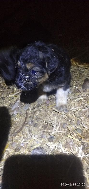 собаки питбуль: Лабрадор-ретривер, 1 месяц, Самка — 8