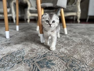 шотландская котенок: Шотландский вислоухий котёнок (Scottish Fold) - Окраc: серебристый — 1