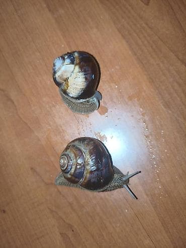 продаю раков: Улитки виноградные Французские(Helix pomatia) Цена за одну штуку - — 4