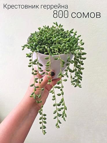 спринклеры: 🌿 Комнатные цветы (укоренённые черенки/молодые растения/взрослые — 4