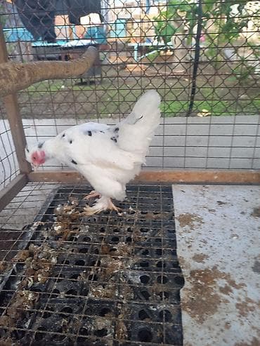 дикоративные куры: Продаю | Куры | Для разведения — 3