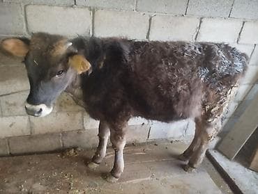 алабай щенок: Продаю | Бык (самец) | На откорм | Привязанные — 1