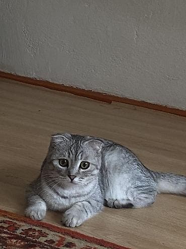 мышык: Скотиш Фолд (Шотландиялык шалпаң кулак), 6 айлык, Ургаачы, Лотокко барууга үйрөтүлгөн — 1