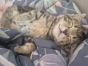 🐾 Котята тигровые табби ищут любящую семью! Возраст — 2,5 месяца ✔️ at lalafo.kg 🐾 Котята тигровые табби ищут любящую семью! Возраст — 2,5 месяца ✔️
