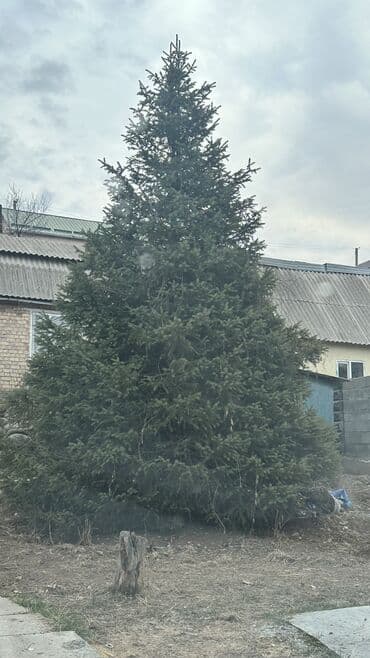 тачки для сада: Ель (хвойное дерево, живое) - Порода: ель обыкновенная - Примерная — 3