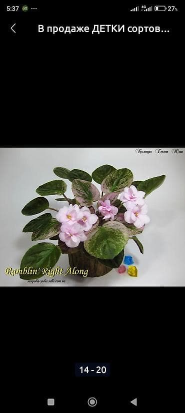 глоксиния: В продаже трейлерные (ампельные и кустовые)фиалки🌺🥀🌺: детки — 10