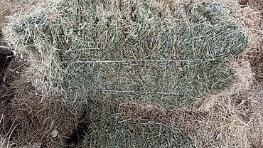 Корма для с/х животных: Таза Тоо чоп 310сом доставкасы ичинде бишкек дача суу ысык ата — 3