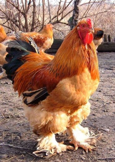 куры домашние: Продаю | Петух | Брама | Для разведения — 1