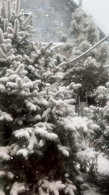 ros: Голубой ель Высота 3м-4м цена договорная — 2