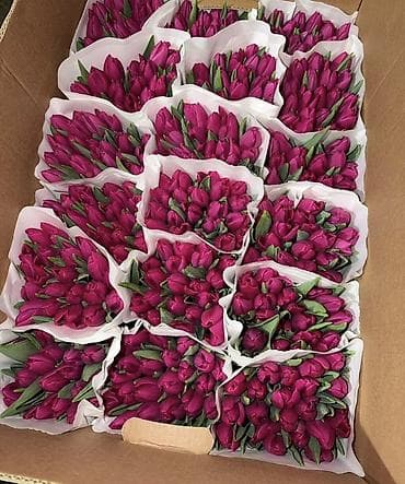 доллар цветы: Тюльпаны оптом — прямые поставки из Голландии - Цена: 70 сом за штуку — 5