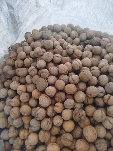 Продукты питания: Продаю орехи грецкие — 3