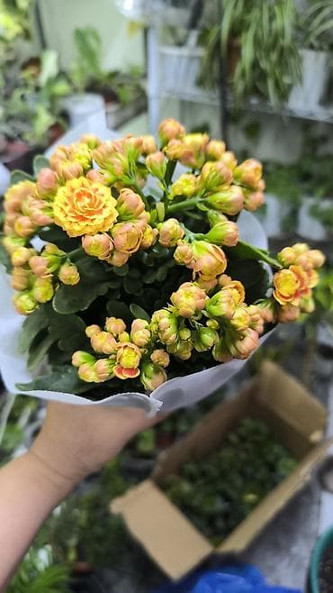 бетонные горшки: Комнатные растения в горшках: - Аглаонема вариегатная — 7