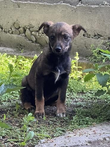 Собака даром: 3 месяца, Самка