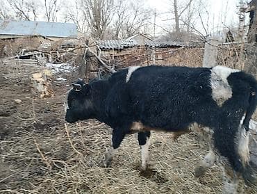 жугору бишкек: Сатам | Бука (эркек) | Байланган — 1