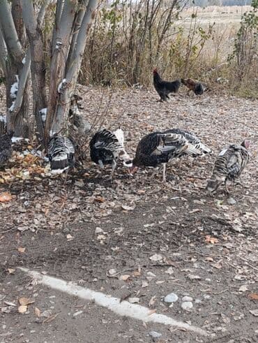 собака алабай: Продаю | Индюшка (самка) | Для разведения | Племенные — 6